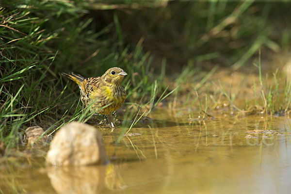 Goldammer (Emberiza citrinella)