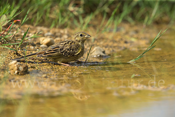 Goldammer (Emberiza citrinella)