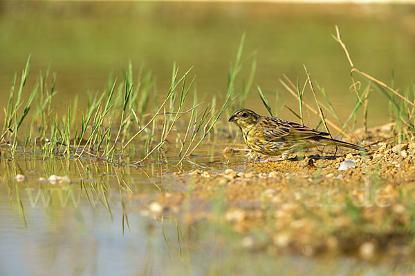 Goldammer (Emberiza citrinella)