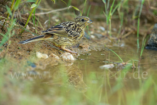 Goldammer (Emberiza citrinella)