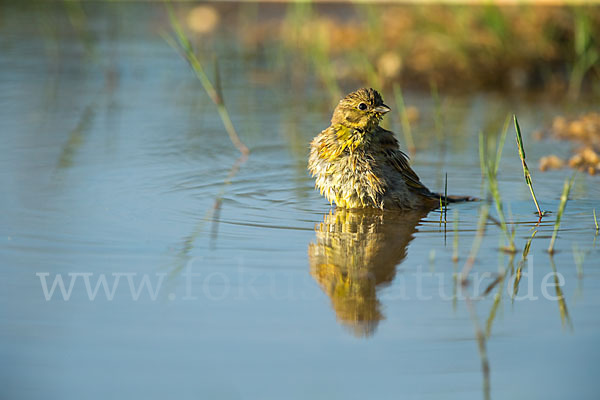 Goldammer (Emberiza citrinella)