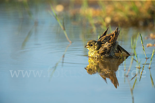 Goldammer (Emberiza citrinella)