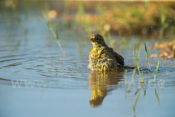 Goldammer (Emberiza citrinella)