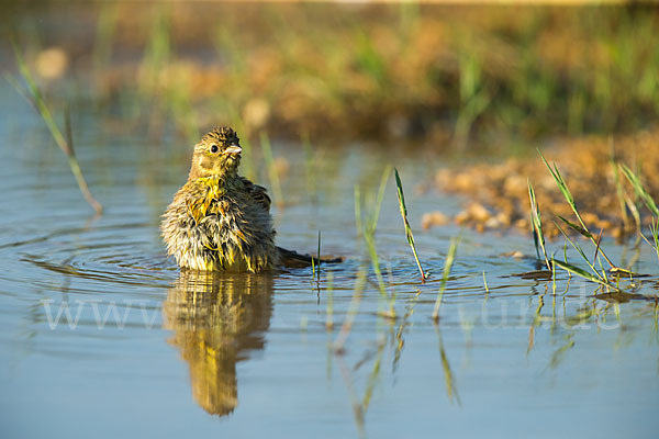 Goldammer (Emberiza citrinella)