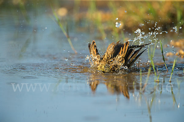 Goldammer (Emberiza citrinella)