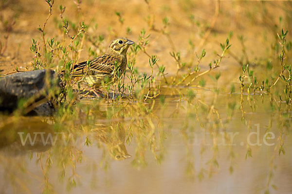 Goldammer (Emberiza citrinella)