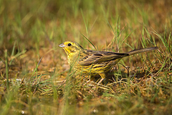 Goldammer (Emberiza citrinella)