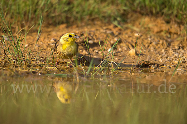 Goldammer (Emberiza citrinella)