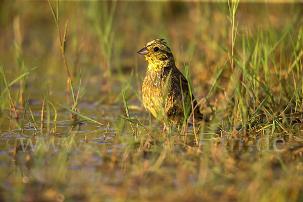 Goldammer (Emberiza citrinella)