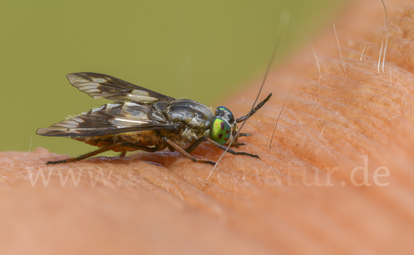 Goldaugenbremse (Chrysops relictus)