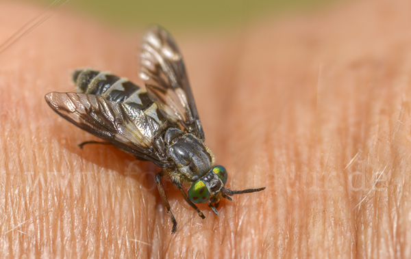 Goldaugenbremse (Chrysops relictus)