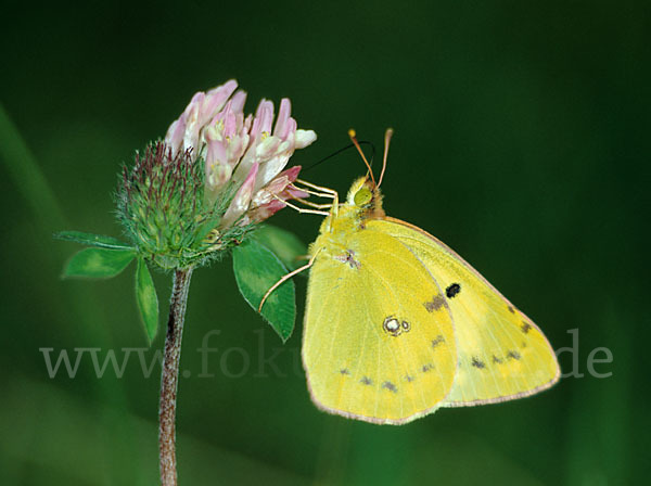 Goldene Acht (Colias hyale)