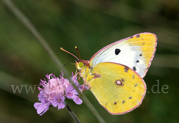 Goldene Acht (Colias hyale)