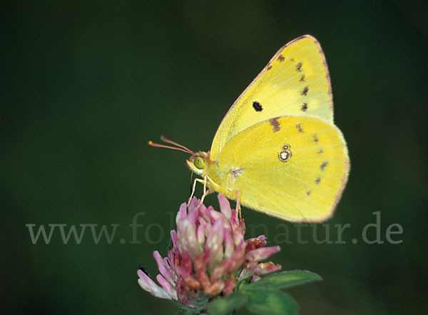 Goldene Acht (Colias hyale)