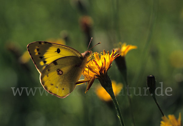 Goldene Acht (Colias hyale)