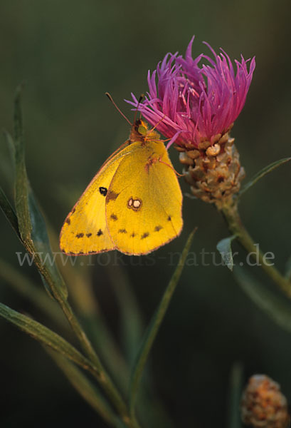 Goldene Acht (Colias hyale)