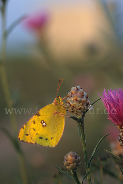 Goldene Acht (Colias hyale)