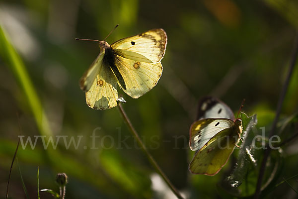 Goldene Acht (Colias hyale)