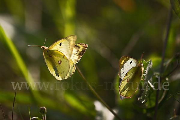 Goldene Acht (Colias hyale)