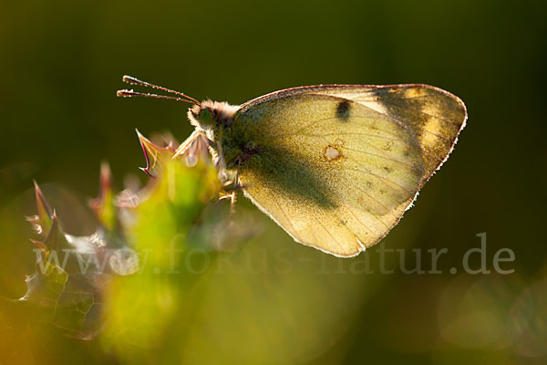 Goldene Acht (Colias hyale)