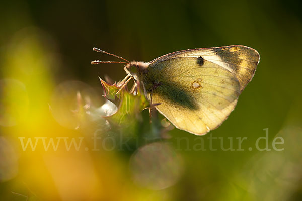 Goldene Acht (Colias hyale)