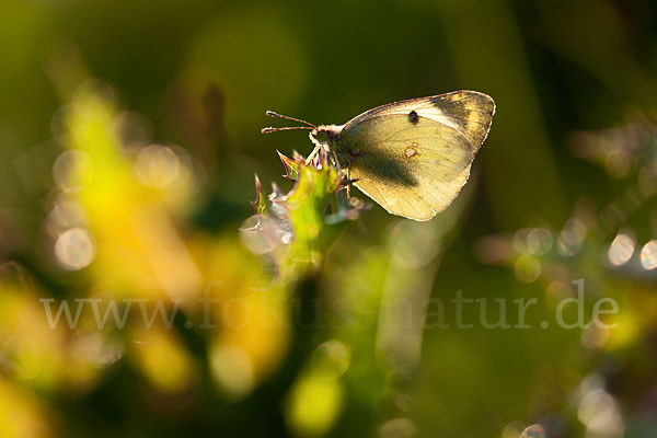 Goldene Acht (Colias hyale)