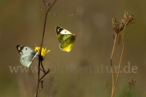 Goldene Acht (Colias hyale)