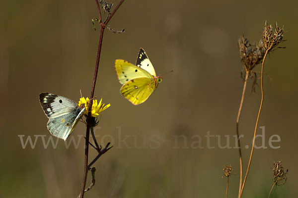 Goldene Acht (Colias hyale)