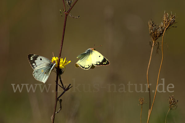 Goldene Acht (Colias hyale)