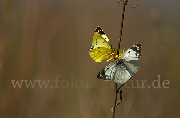 Goldene Acht (Colias hyale)