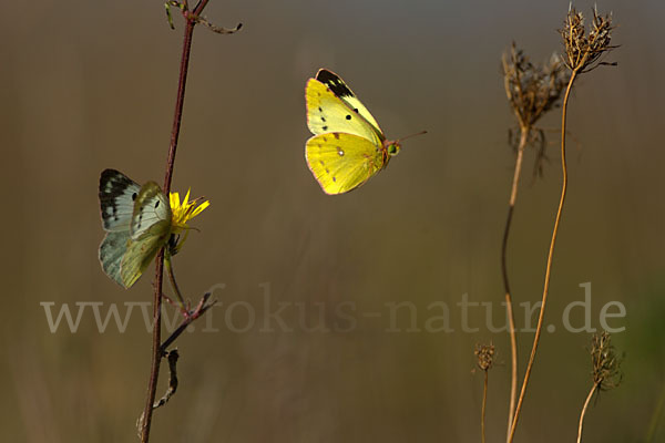 Goldene Acht (Colias hyale)