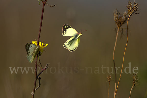 Goldene Acht (Colias hyale)