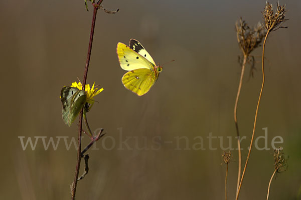 Goldene Acht (Colias hyale)