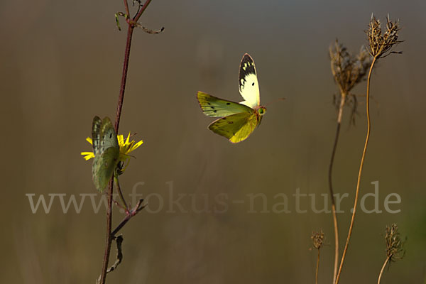 Goldene Acht (Colias hyale)