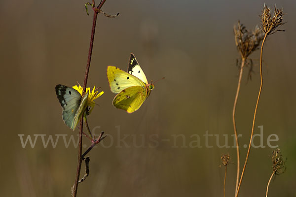 Goldene Acht (Colias hyale)