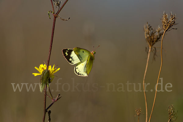 Goldene Acht (Colias hyale)