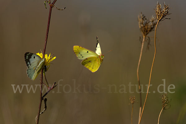 Goldene Acht (Colias hyale)