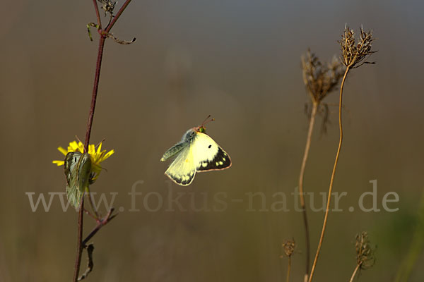 Goldene Acht (Colias hyale)