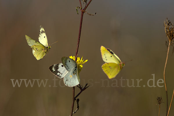 Goldene Acht (Colias hyale)