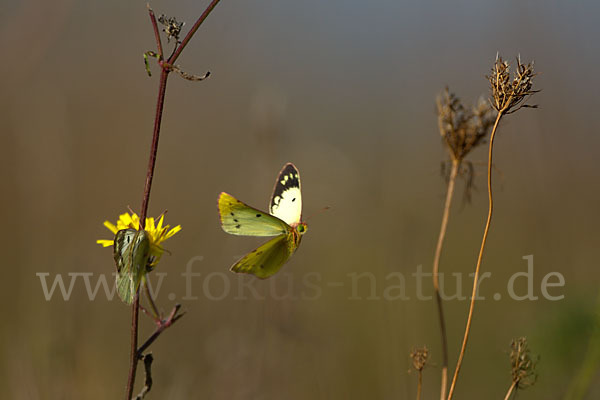 Goldene Acht (Colias hyale)