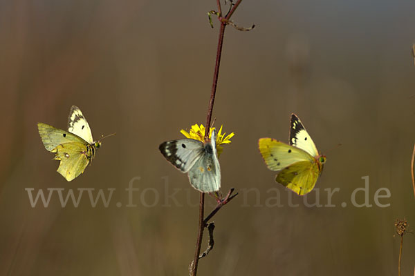 Goldene Acht (Colias hyale)