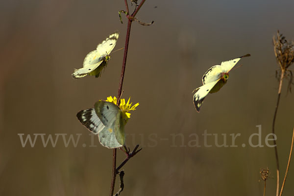 Goldene Acht (Colias hyale)