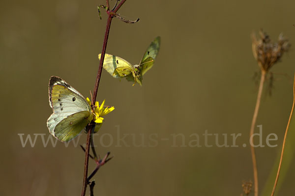 Goldene Acht (Colias hyale)