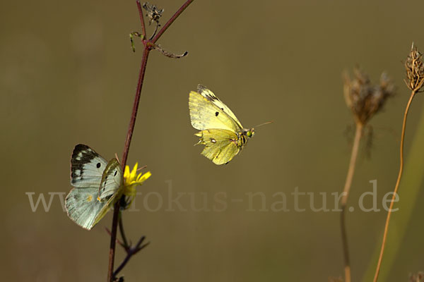 Goldene Acht (Colias hyale)