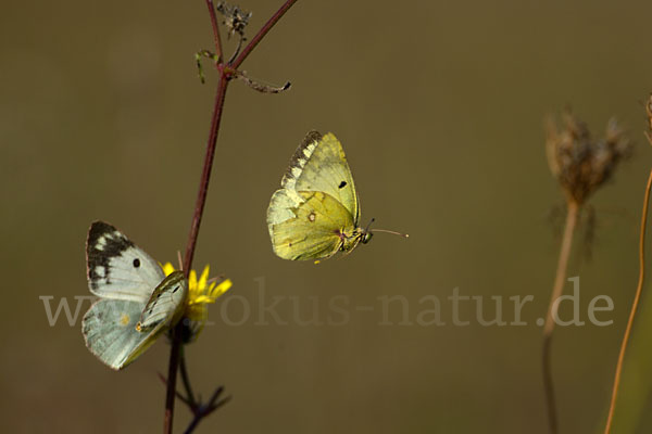 Goldene Acht (Colias hyale)