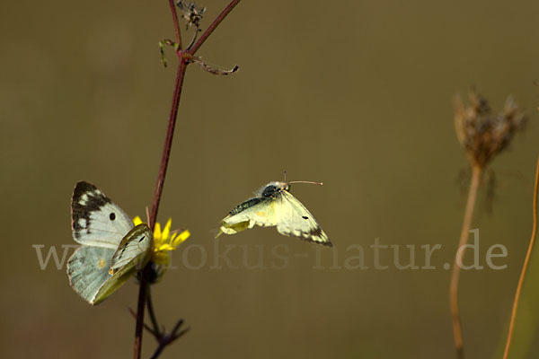 Goldene Acht (Colias hyale)