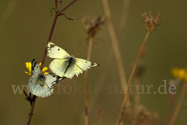 Goldene Acht (Colias hyale)