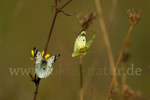 Goldene Acht (Colias hyale)