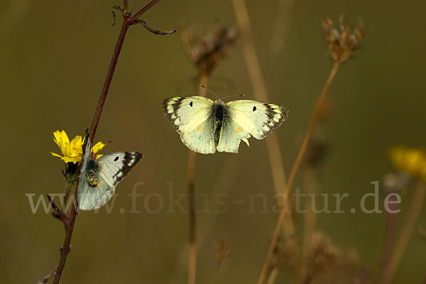 Goldene Acht (Colias hyale)