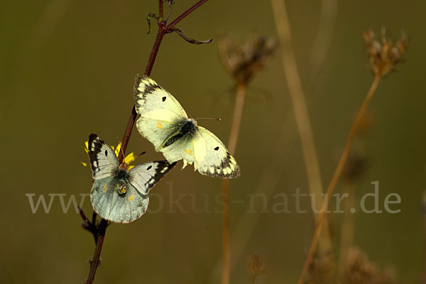 Goldene Acht (Colias hyale)